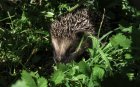 Image_par_Monika_de_Pixabayhedgehog992779_1280.jpg