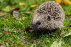hedgehog4397351_1280ImagebyAlexafromPixabay.jpg