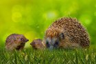 wildlife5370000_1280.jpg