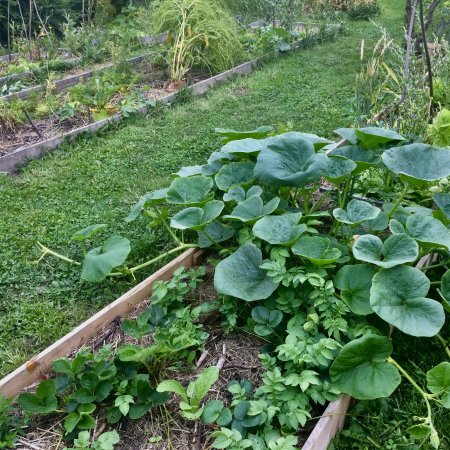 ATELIERS "POTAGER EN AGROECOLOGIE AU FIL DES SAISONS" :  CONCEPTION