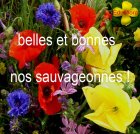 BellesEtBonnesNosSauvageonnes_screenshot_2020-03-19-bbs-pdf.jpg