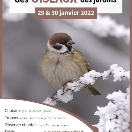 Comptage national des oiseaux du jardins