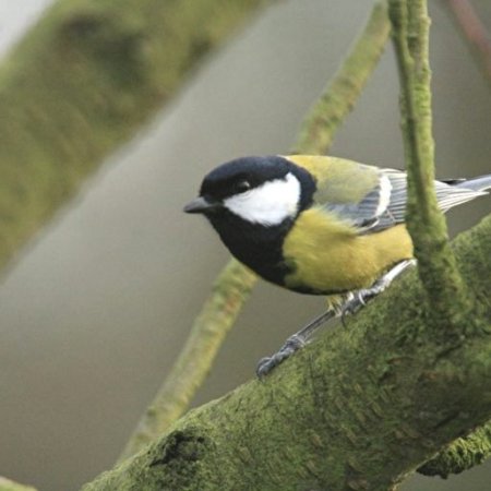 Conférence interactive "les oiseaux des jardins"