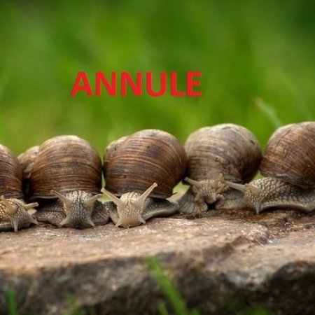 Conférence « les Escargots des jardins et des bois »