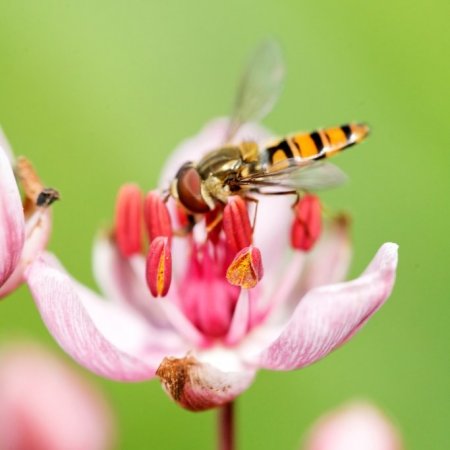 Sortie pollinisateurs