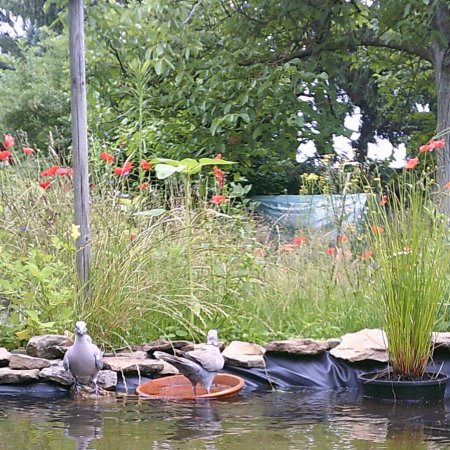 Jardin ouvert à Vieux-Condé