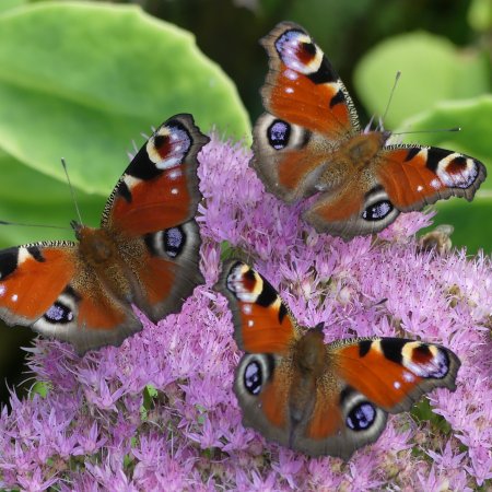 Jardin ouvert chez Arnaud