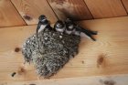 Kreutzfelderbarnswallows2461911_1920.jpg