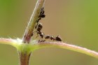 LesTrucsEtAstucesDesEcoJardiniersEloig_dustinthewind-ant-2510373_1920.jpg