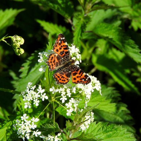 Sortie papillons