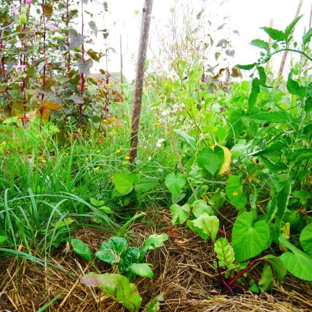 Permaculture-Autonomie-Cuisine de plantes sauvages