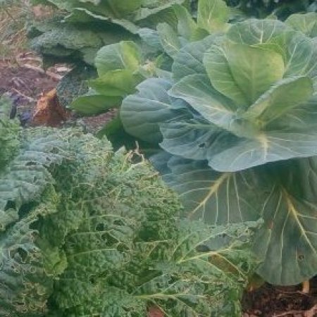 Plantons le Décor dans un jardin partagé étudiant.