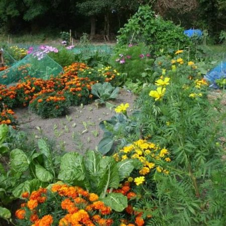 Portes ouvertes des jardins partagés du préau de Bernissart