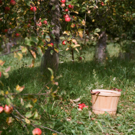 Pressage de pommes à la Cense Inverse