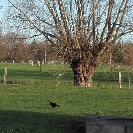 Printemps de la chouette