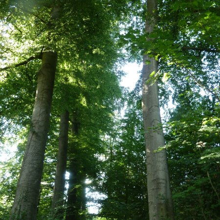 Sylvothérapie en forêt de Bonsecours