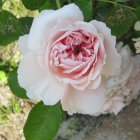 IMG_0075.JPG