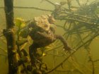 letangpresent_crapaud.jpg