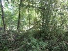 IMG_7389.JPG