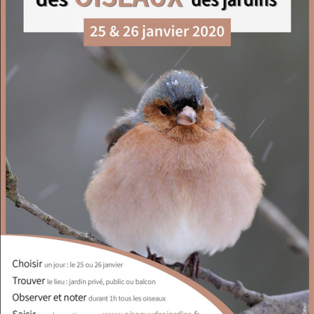 Weekend national de comptage des Oiseaux des Jardins