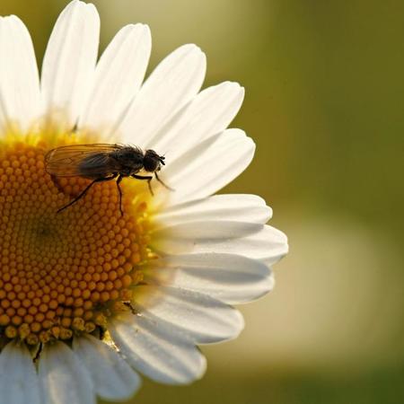 Sortie pollinisateurs