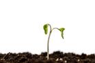 soireetrucsetastuces8_one-little-sprout-growing.jpg