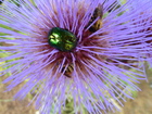 tousaujardin7_insectes-dont-chrysomele-sur-fleur-de-cardon.jpg