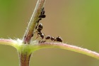 lestrucsetastucesdesecojardinierseloig_dustinthewind-ant-2510373_1920.jpg