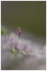 protectiondelanaturesensibilisation_bryophyte.jpg